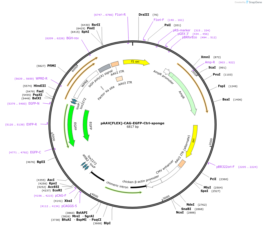 235152-plasmid-map-sequence-id-469876