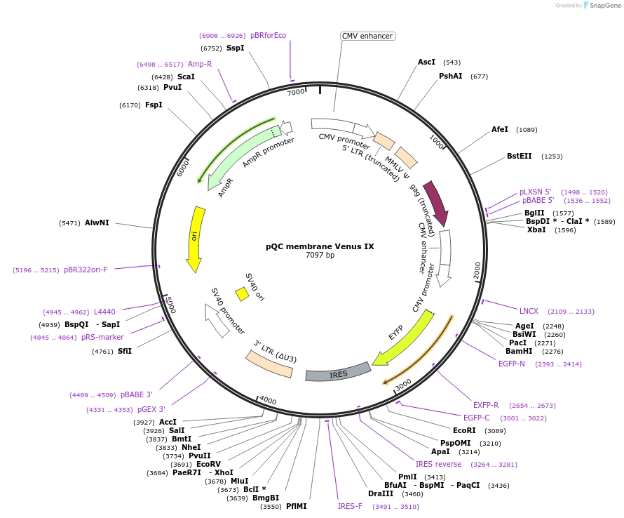 37343-plasmid-map-sequence-id-46988