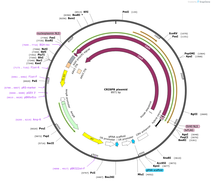 236553-plasmid-map-sequence-id-469881