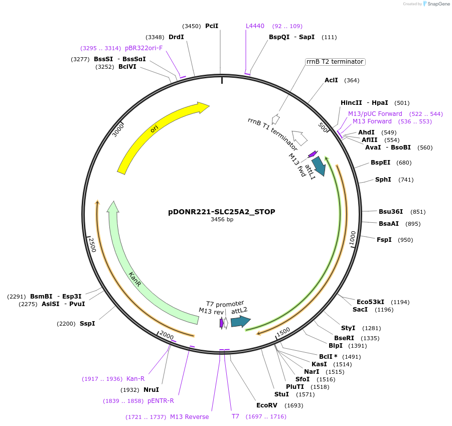 161181-plasmid-map-sequence-id-469894