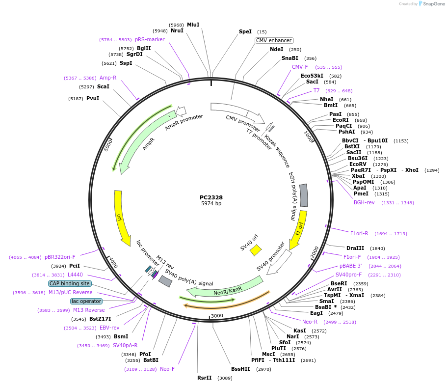 232089-plasmid-map-sequence-id-469903