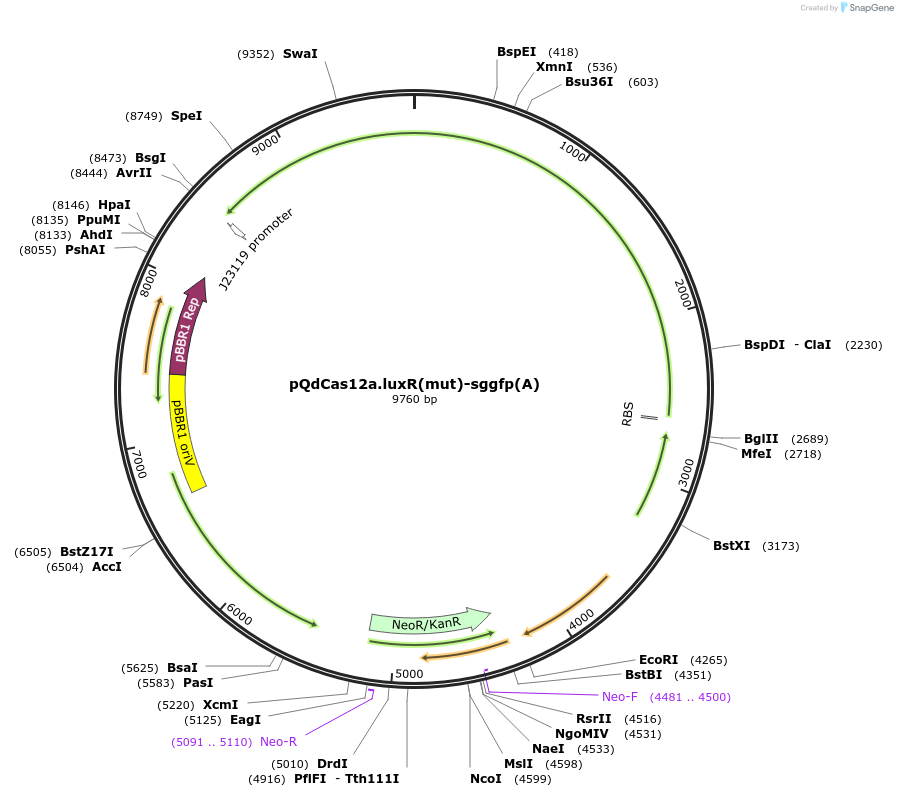 236039-plasmid-map-sequence-id-469911