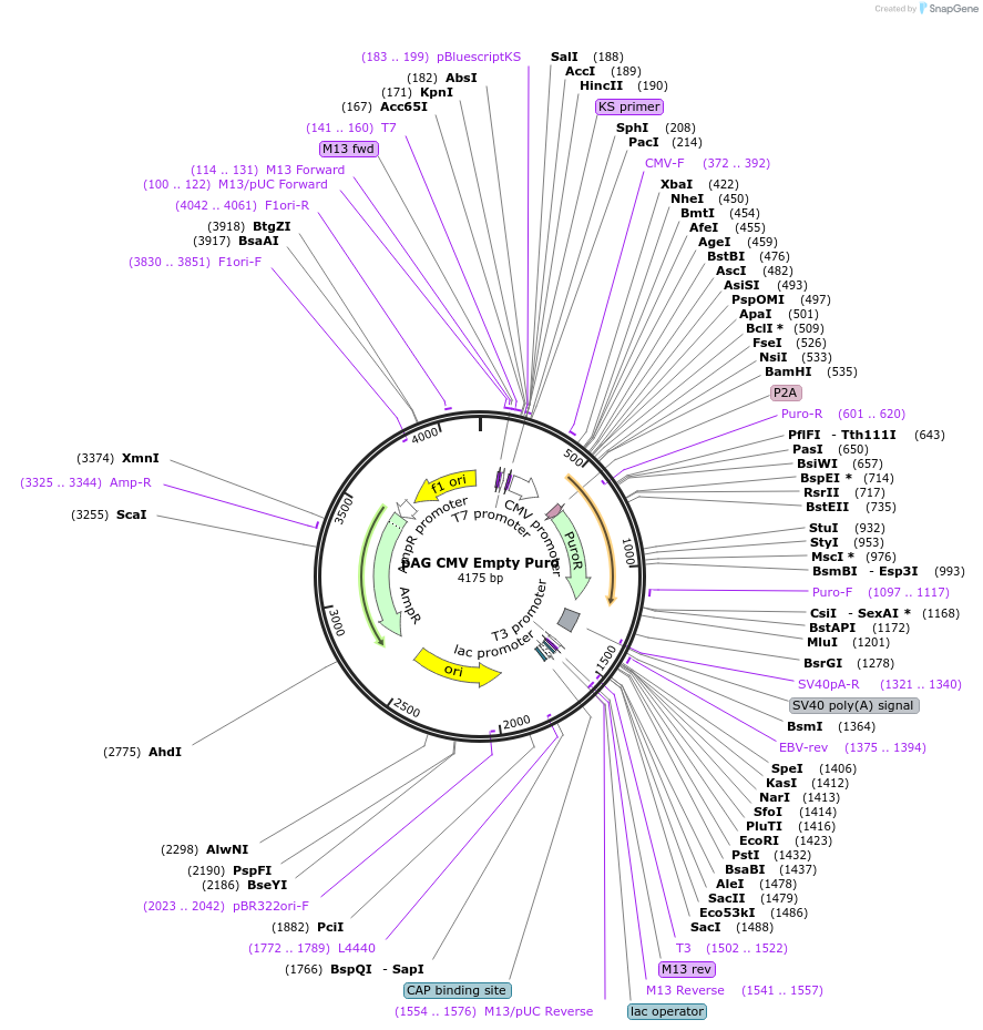 237881-plasmid-map-sequence-id-469912