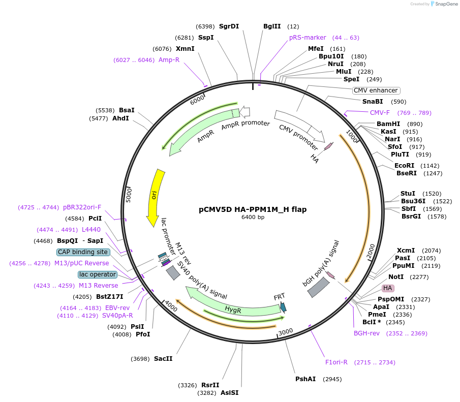 236719-plasmid-map-sequence-id-469917