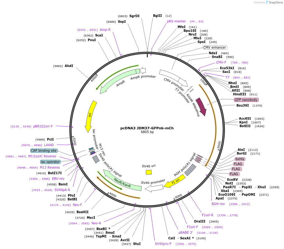 235666-plasmid-map-sequence-id-469918