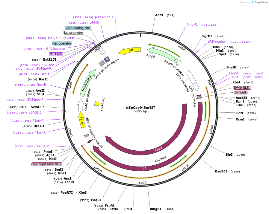 236759-plasmid-map-sequence-id-469921