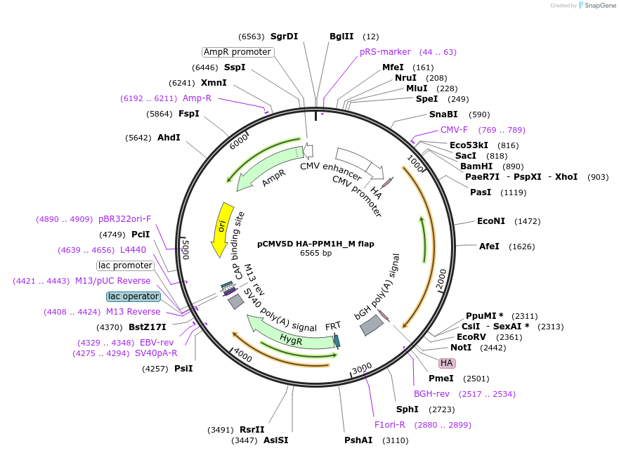 236718-plasmid-map-sequence-id-469922