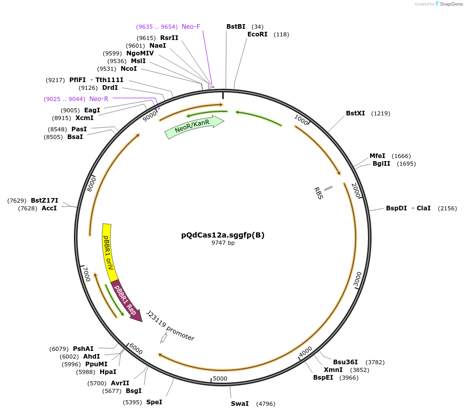 236040-plasmid-map-sequence-id-469924