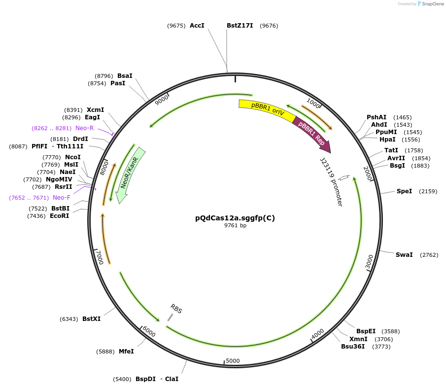 236042-plasmid-map-sequence-id-469925