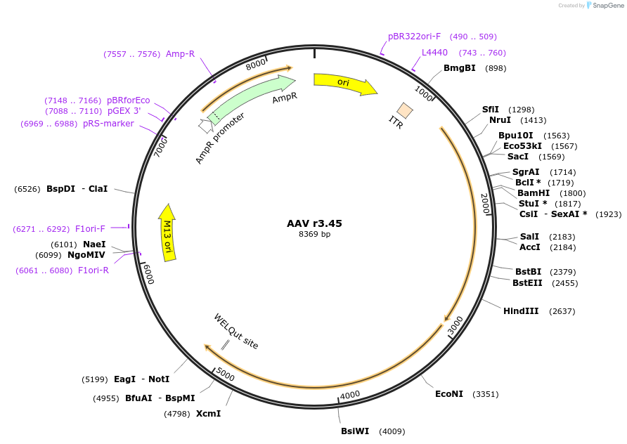 233684-plasmid-map-sequence-id-469929