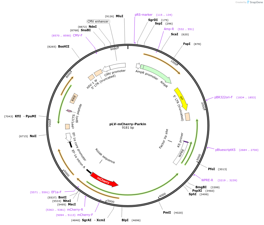 237397-plasmid-map-sequence-id-469931