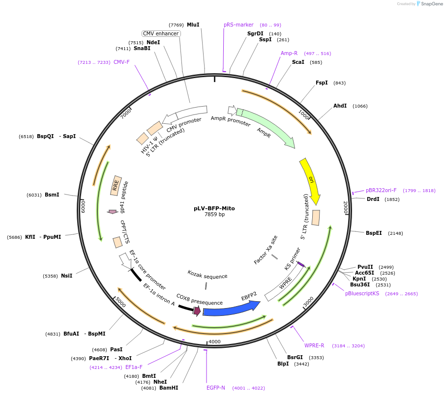 237398-plasmid-map-sequence-id-469932