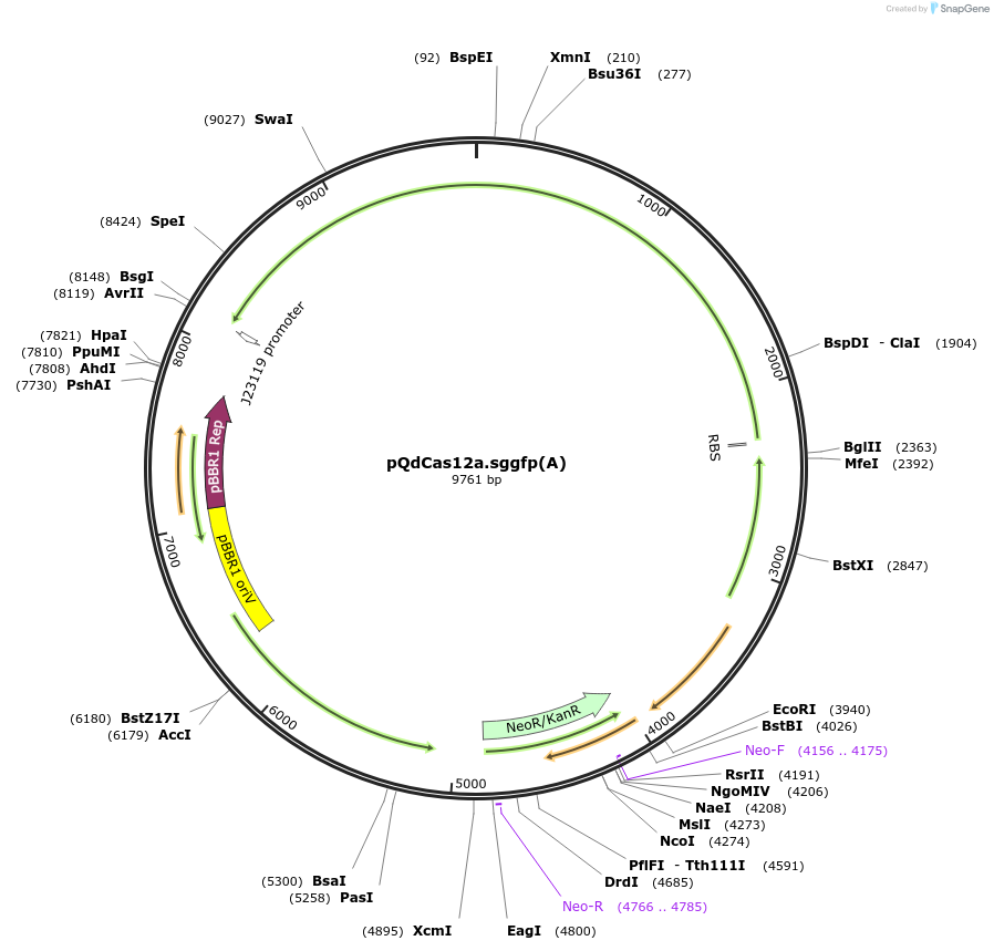 236038-plasmid-map-sequence-id-469933