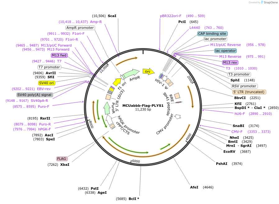 236787-plasmid-map-sequence-id-469942