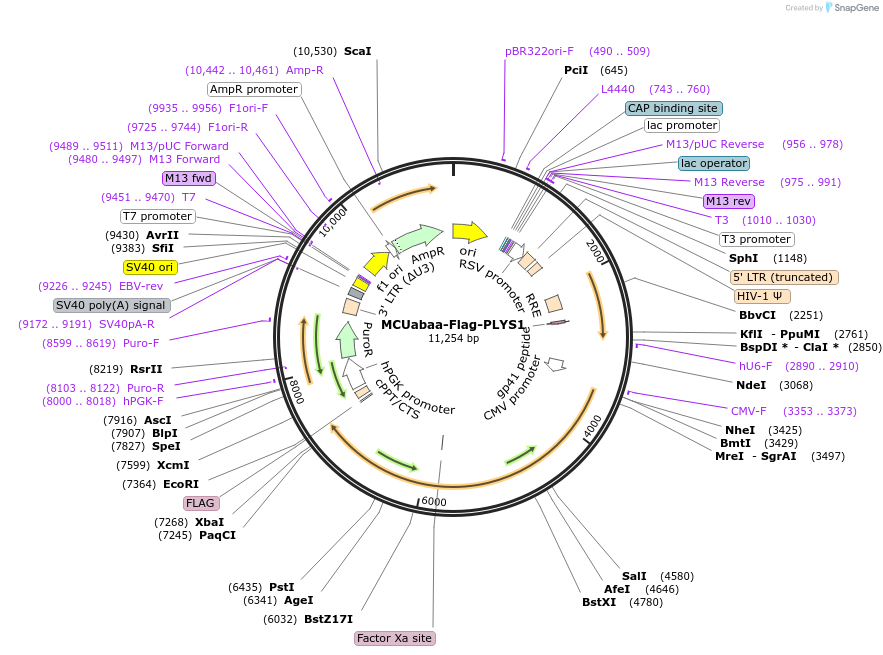 236786-plasmid-map-sequence-id-469943