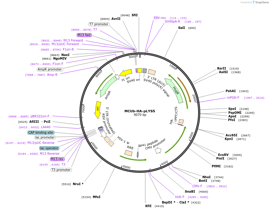 236790-plasmid-map-sequence-id-469944