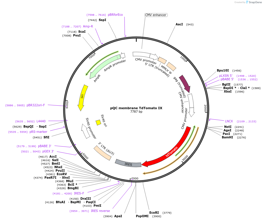 37351-plasmid-map-sequence-id-46995
