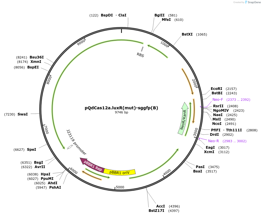 236041-plasmid-map-sequence-id-469952