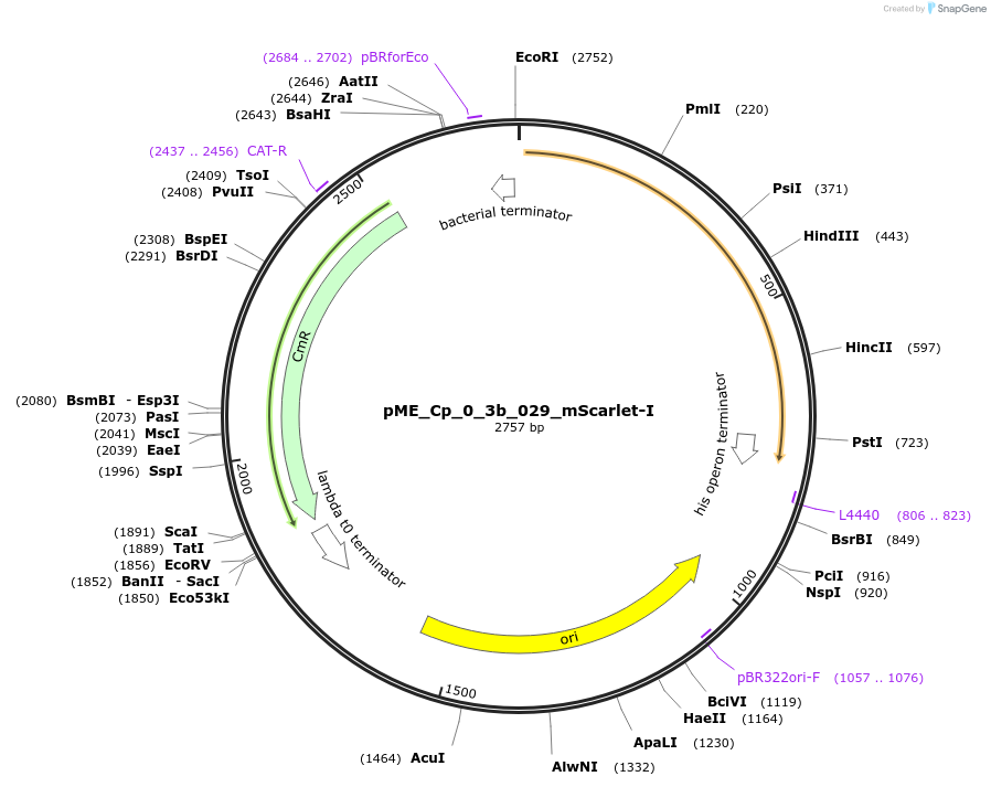 235882-plasmid-map-sequence-id-469955