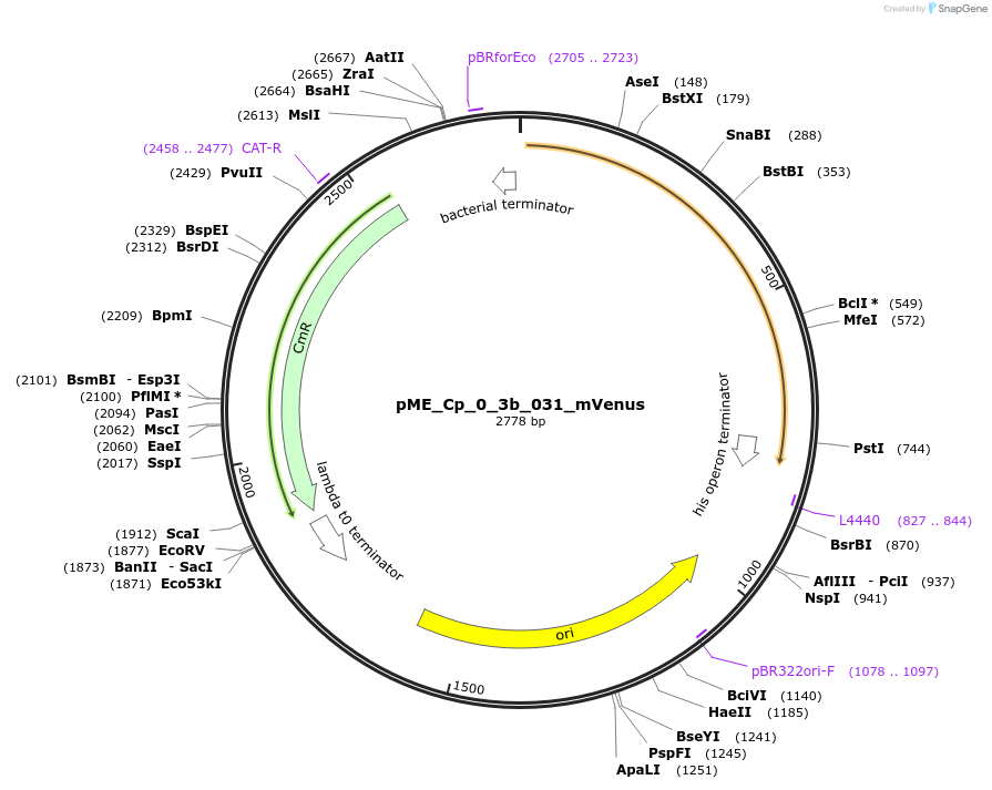 235884-plasmid-map-sequence-id-469957