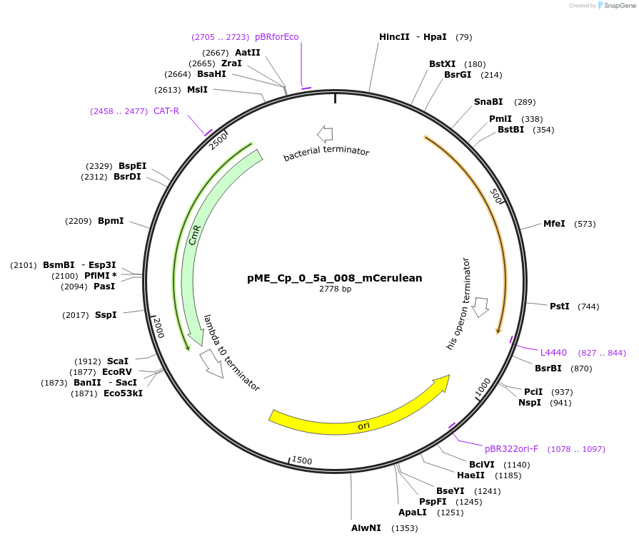 235890-plasmid-map-sequence-id-469958