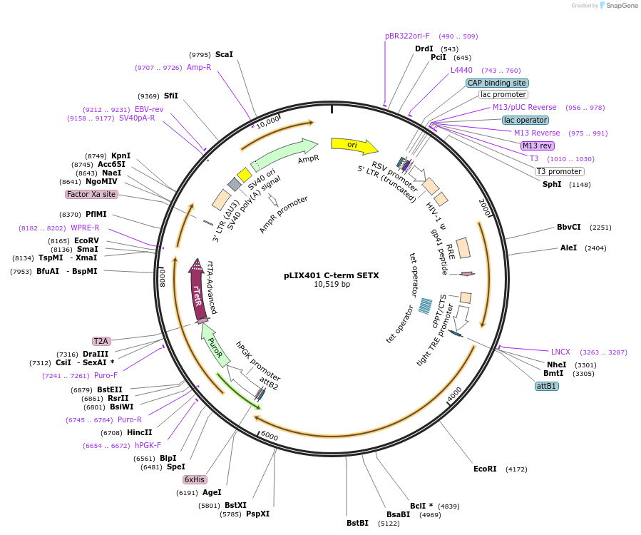 237999-plasmid-map-sequence-id-469969