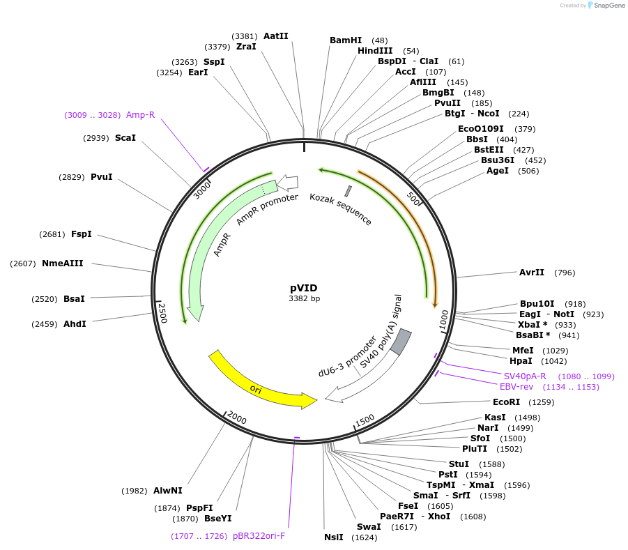 236635-plasmid-map-sequence-id-469973