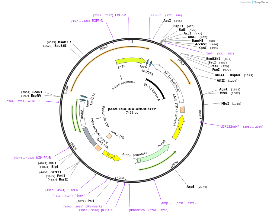 66847-plasmid-map-sequence-id-469976