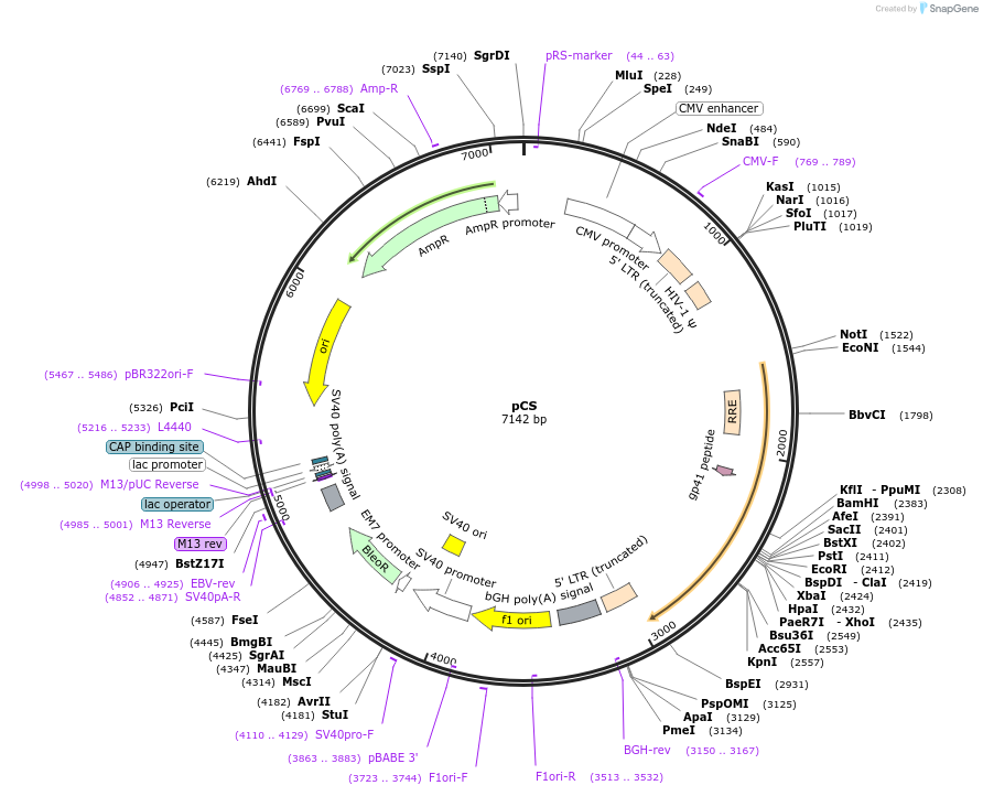 12158-plasmid-map-sequence-id-469979