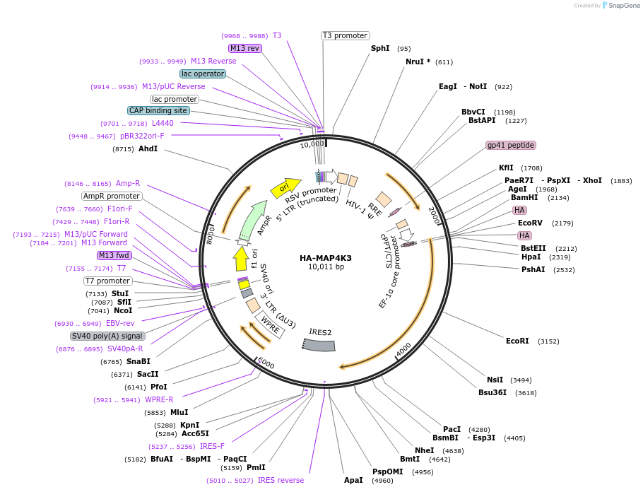 229398-plasmid-map-sequence-id-469980