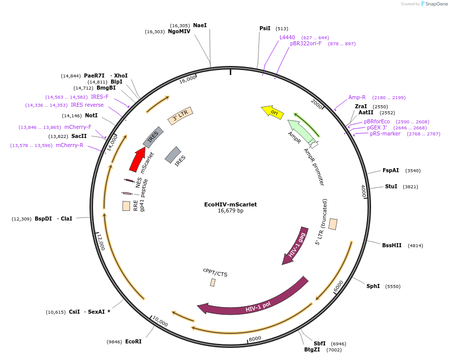 235598-plasmid-map-sequence-id-469982