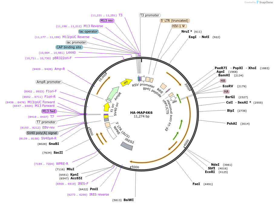 229401-plasmid-map-sequence-id-469986