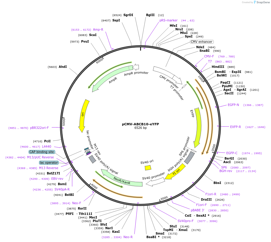 206038-plasmid-map-sequence-id-469990