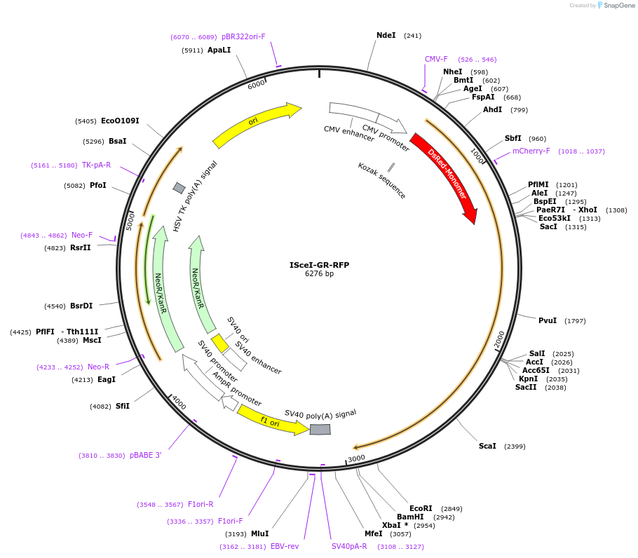 17654-plasmid-map-sequence-id-469991