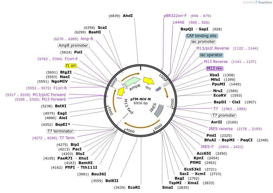 234655-plasmid-map-sequence-id-469999