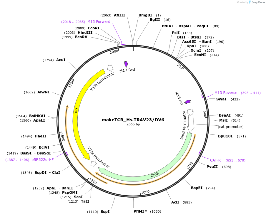 233964-plasmid-map-sequence-id-470004