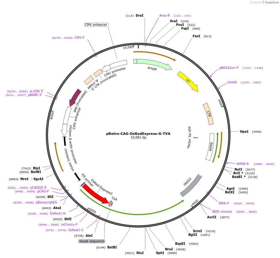 235698-plasmid-map-sequence-id-470025