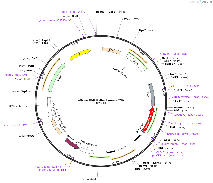 235699-plasmid-map-sequence-id-470026