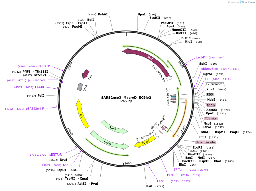 234388-plasmid-map-sequence-id-470057