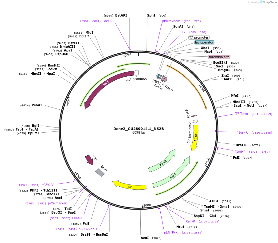 234401-plasmid-map-sequence-id-470061