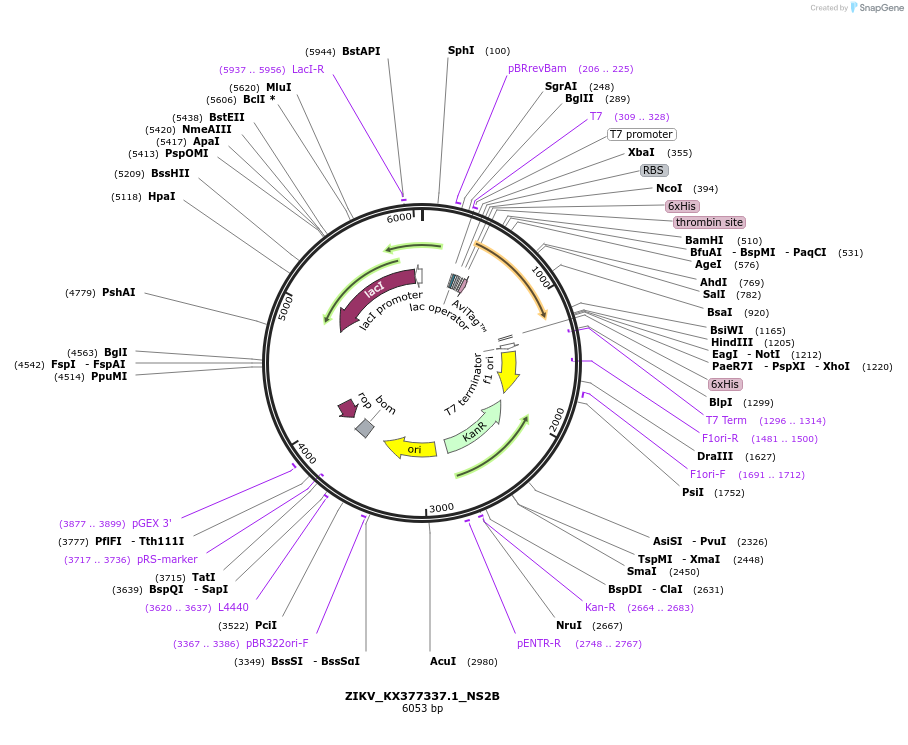 234404-plasmid-map-sequence-id-470068