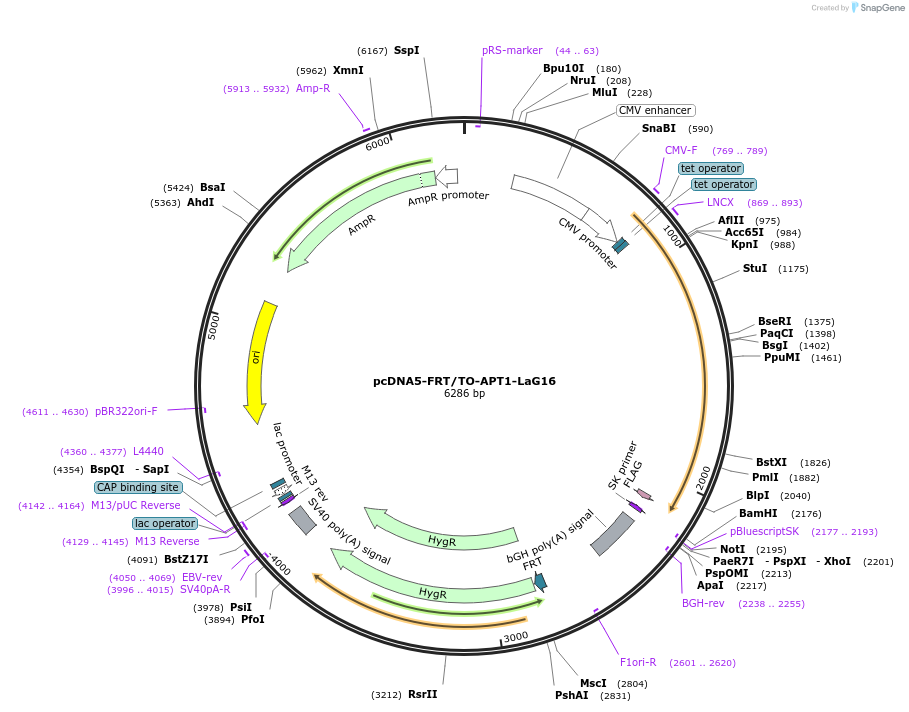 234420-plasmid-map-sequence-id-470087
