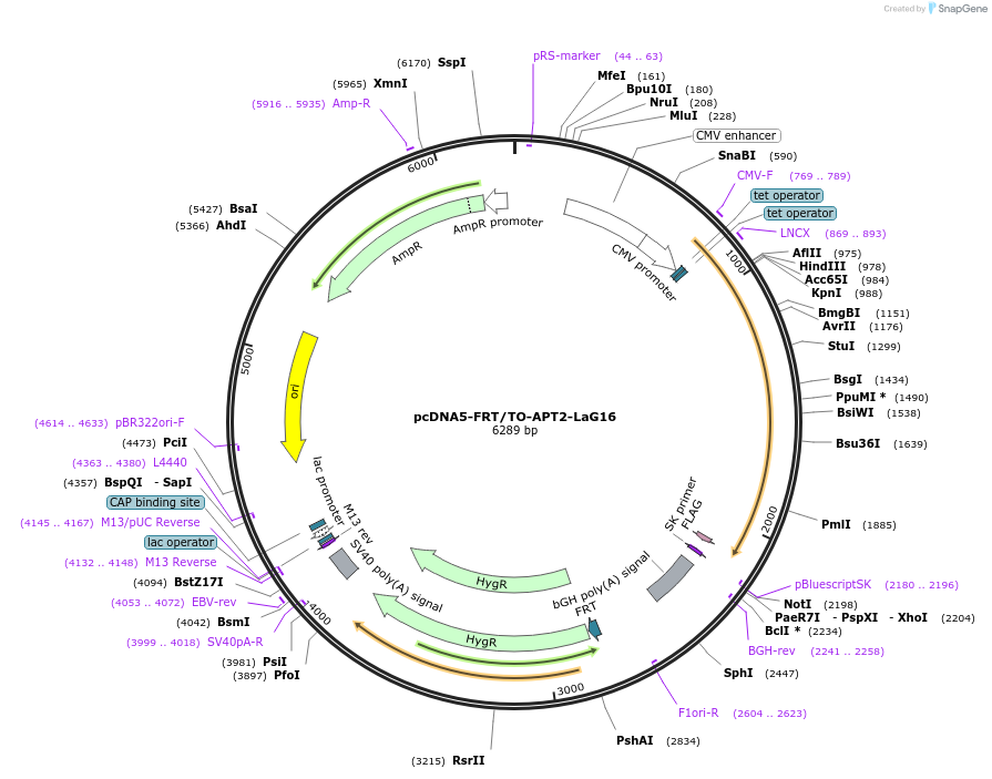234421-plasmid-map-sequence-id-470088
