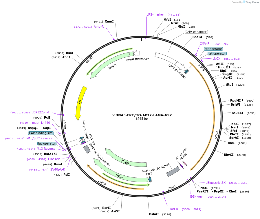 234426-plasmid-map-sequence-id-470093