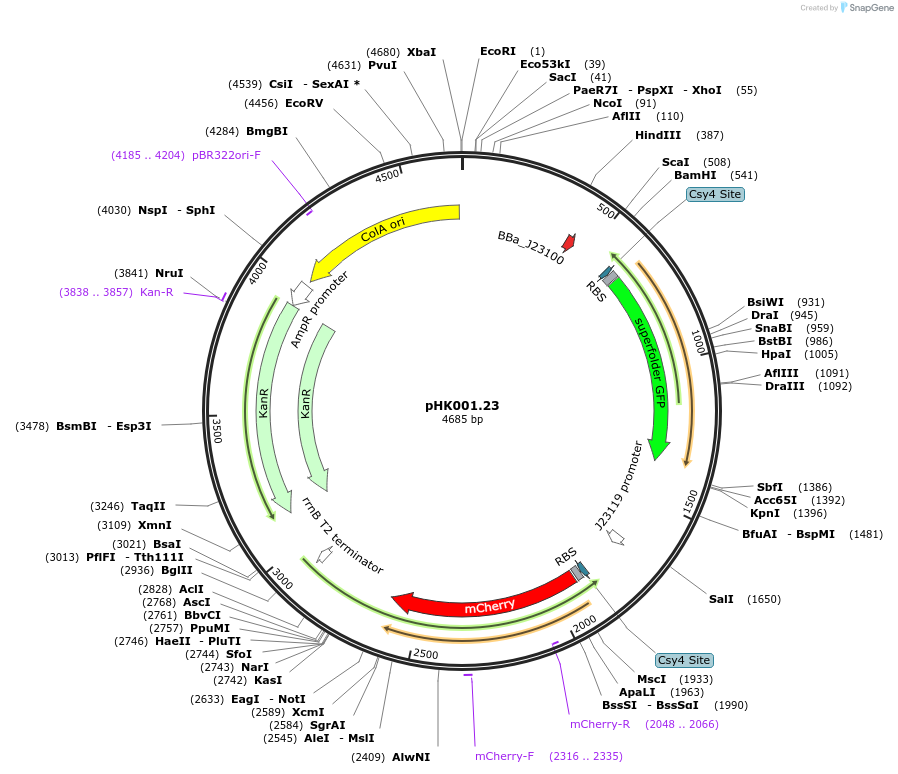 235484-plasmid-map-sequence-id-470106