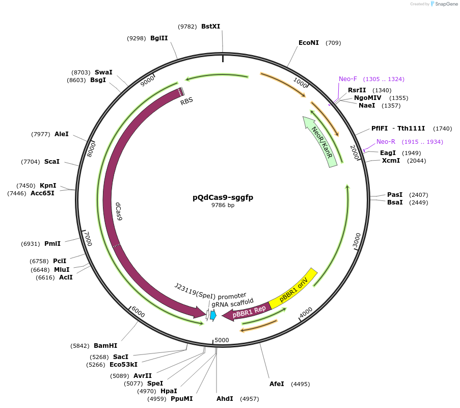 236184-plasmid-map-sequence-id-470109