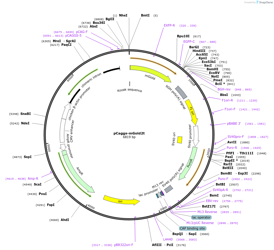 231764-plasmid-map-sequence-id-470111