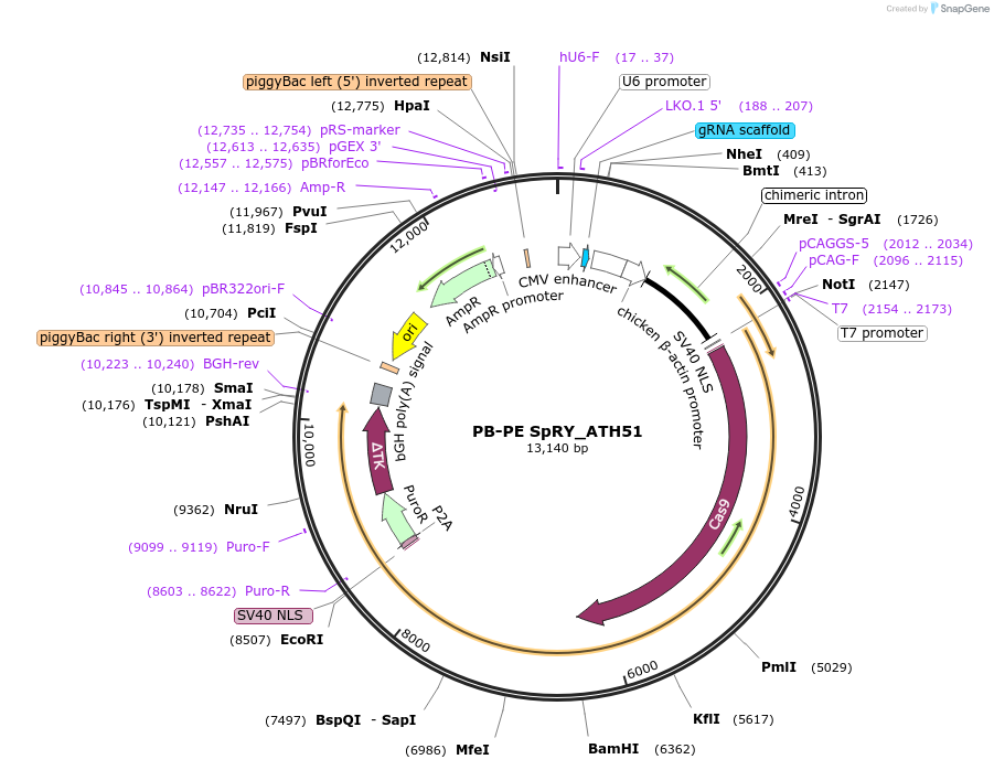 235998-plasmid-map-sequence-id-470119