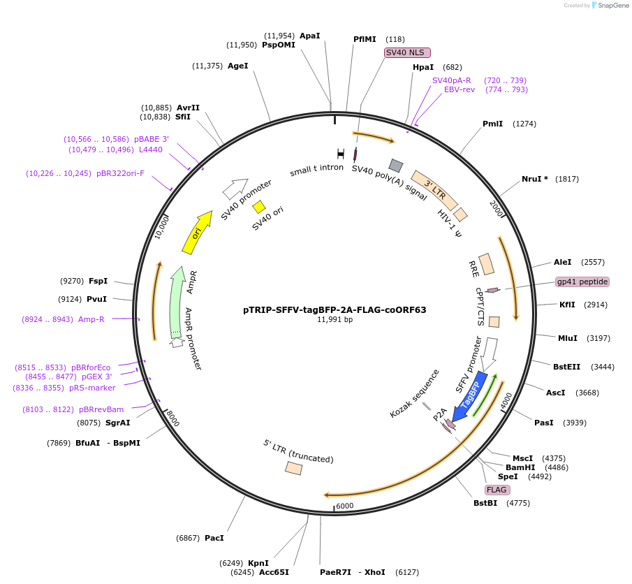 235544-plasmid-map-sequence-id-470157