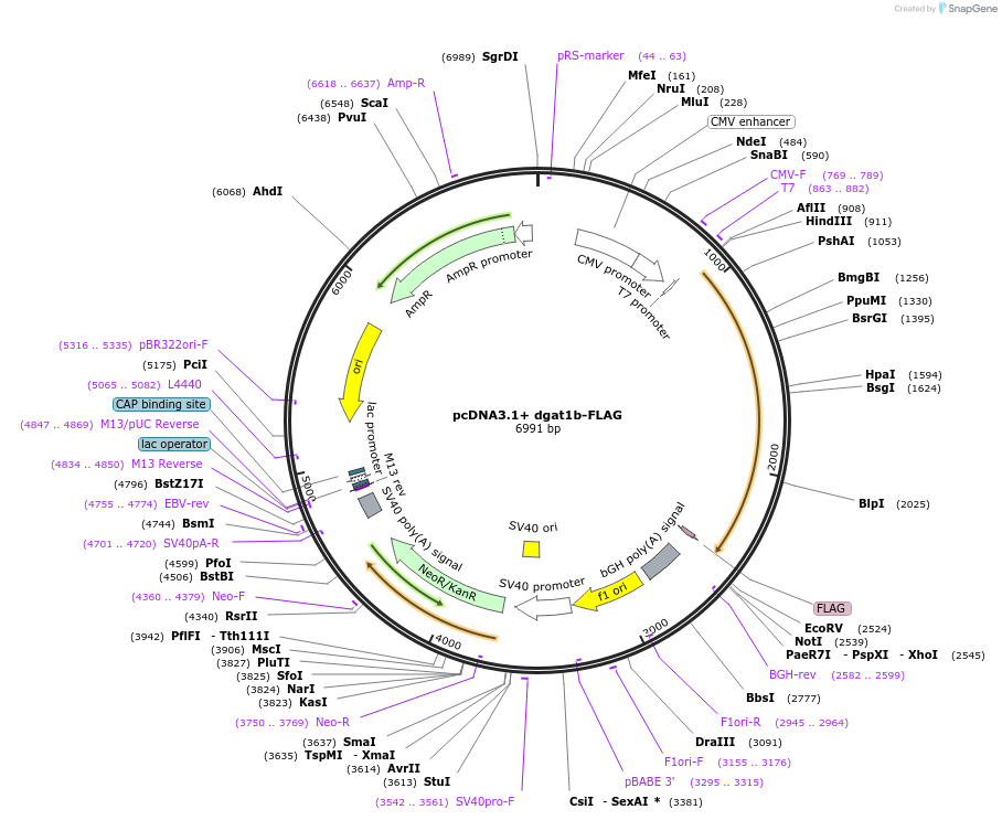 232144-plasmid-map-sequence-id-470159